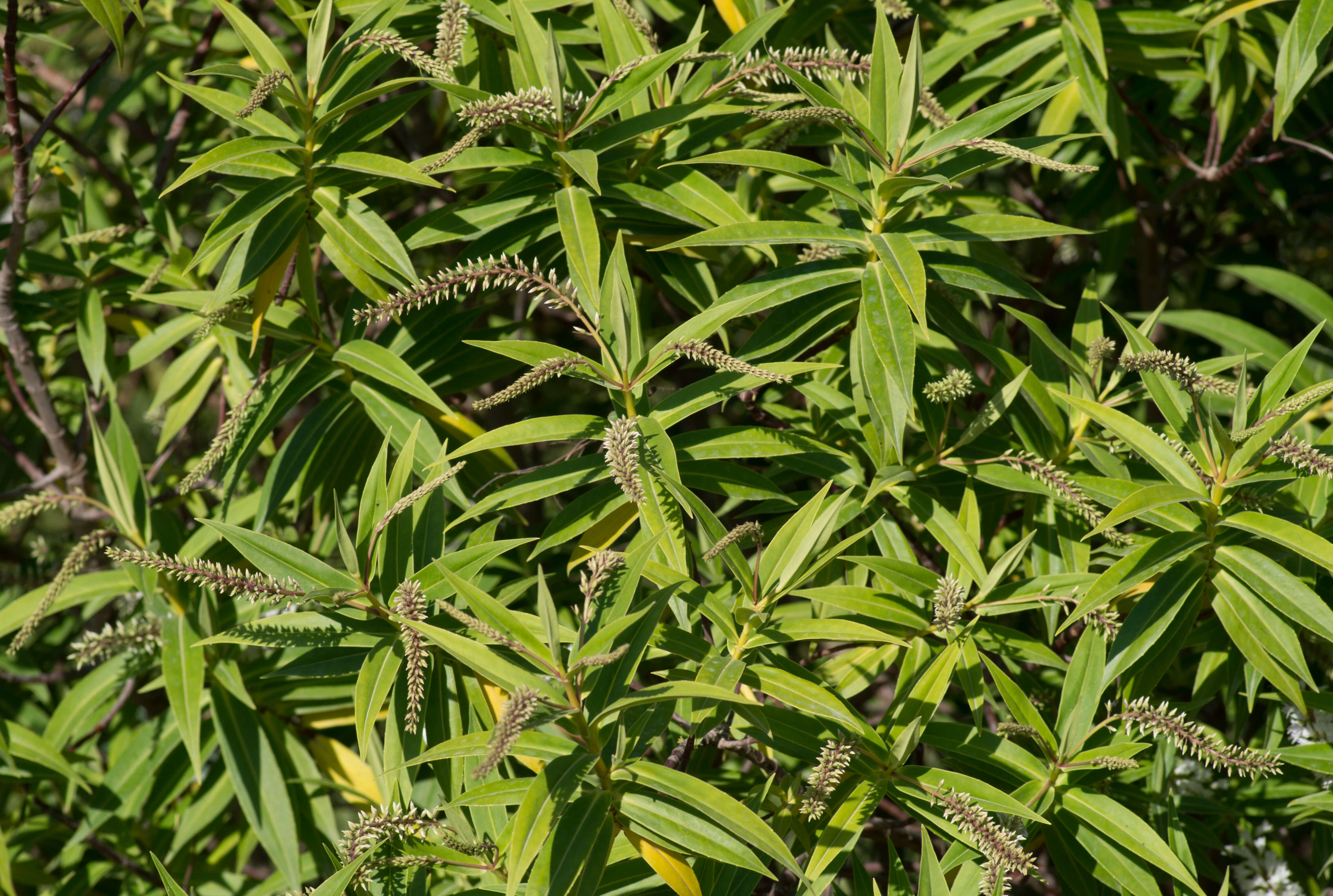 Image de Veronica salicifolia G. Forster