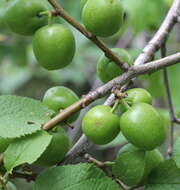 Plancia ëd Prunus brigantina Vill.