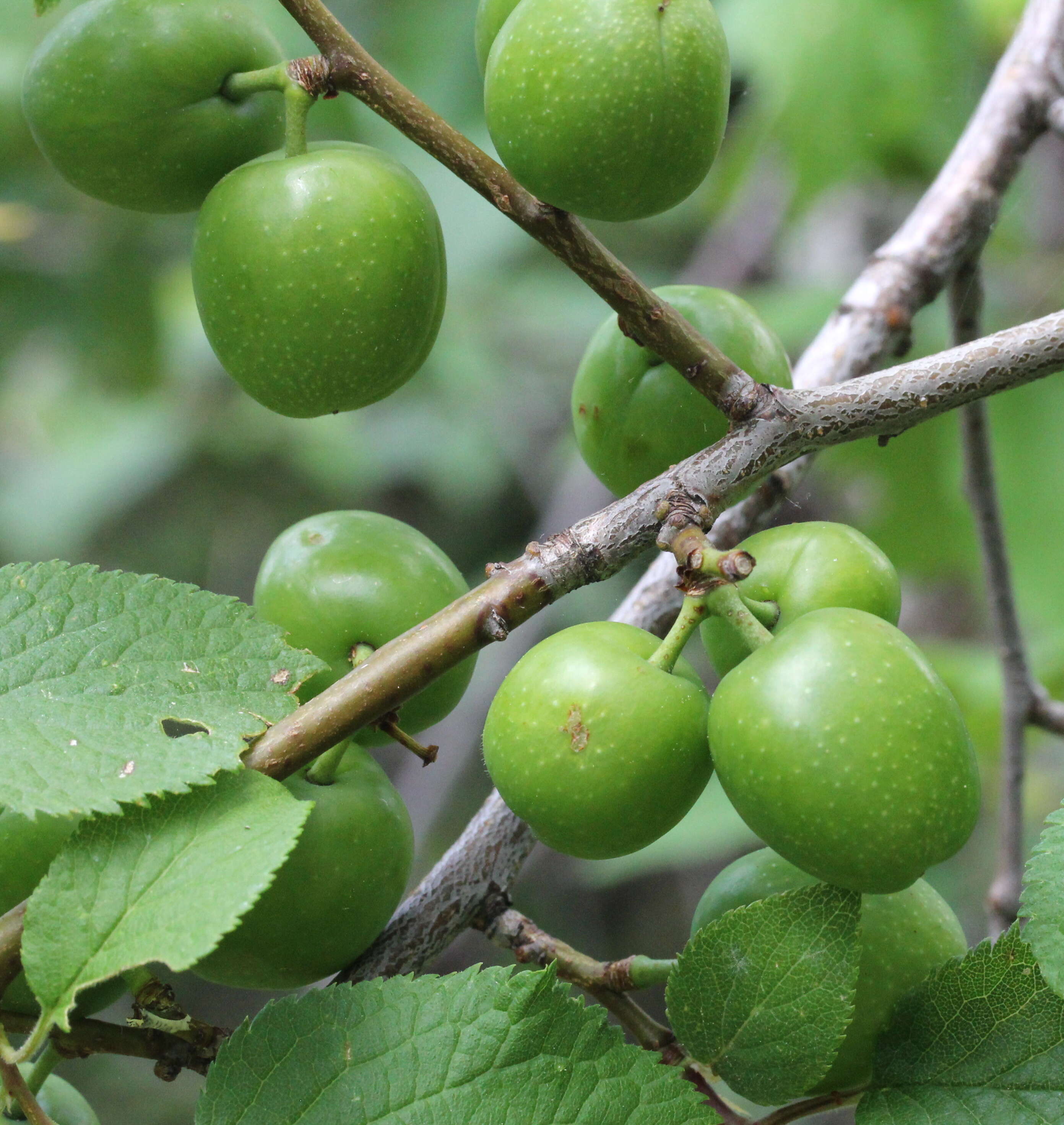 Imagem de Prunus brigantina Vill.