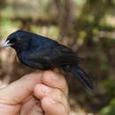 Image of Black Manakin