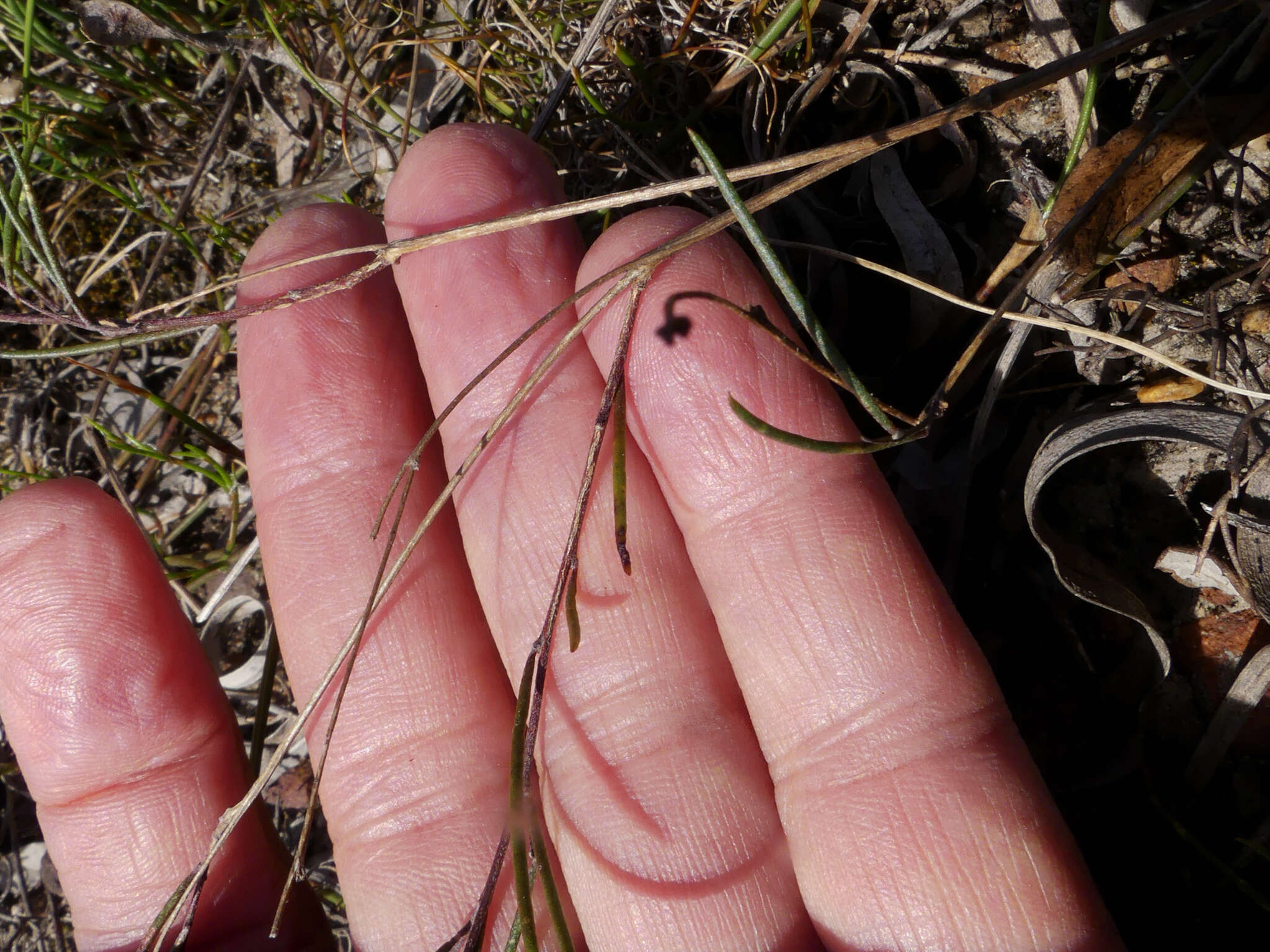 Image of <i>Aspalathus lebeckioides</i>