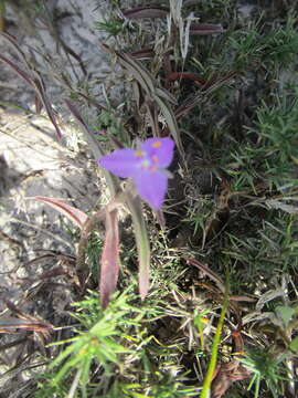 Image of littleflower roseling