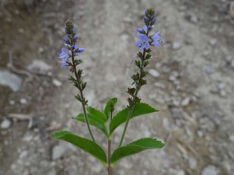 Image of Health Speedwell