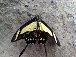 Sivun Papilio torquatus Cramer (1777) kuva