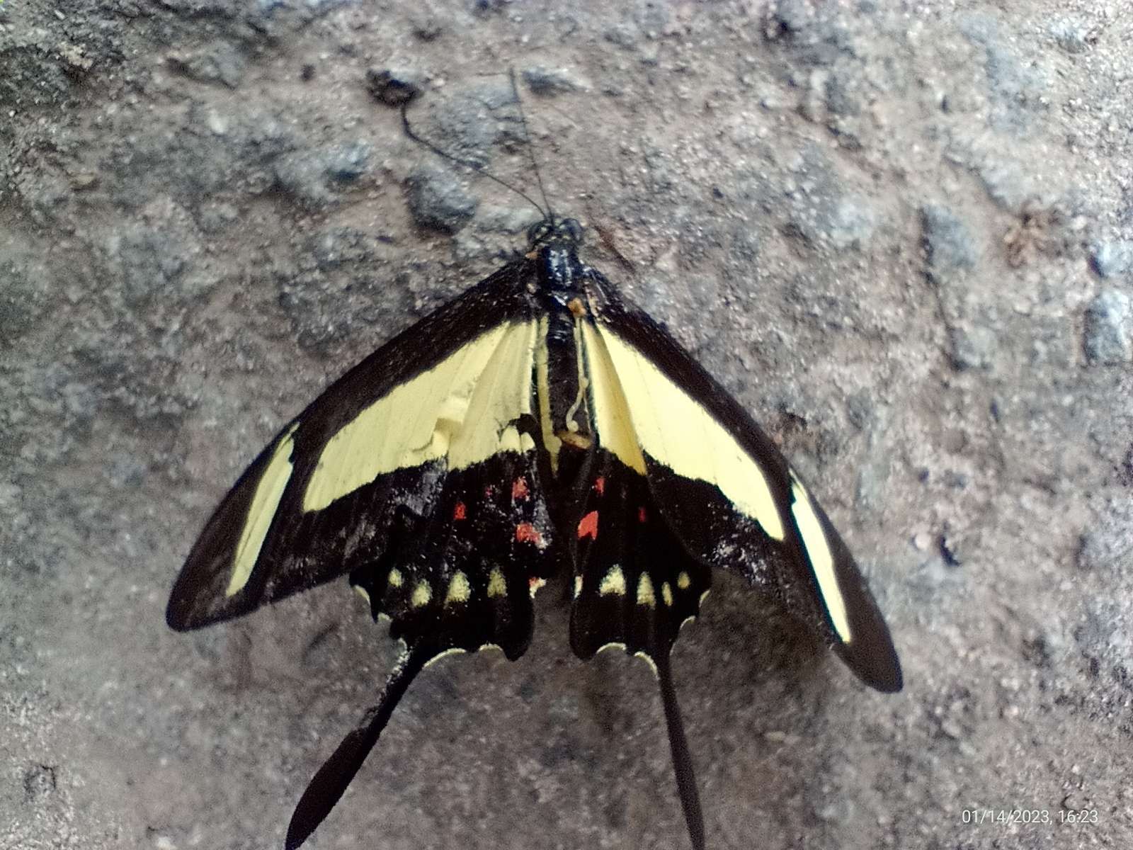 Sivun Papilio torquatus Cramer (1777) kuva