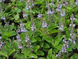 Image of Health Speedwell