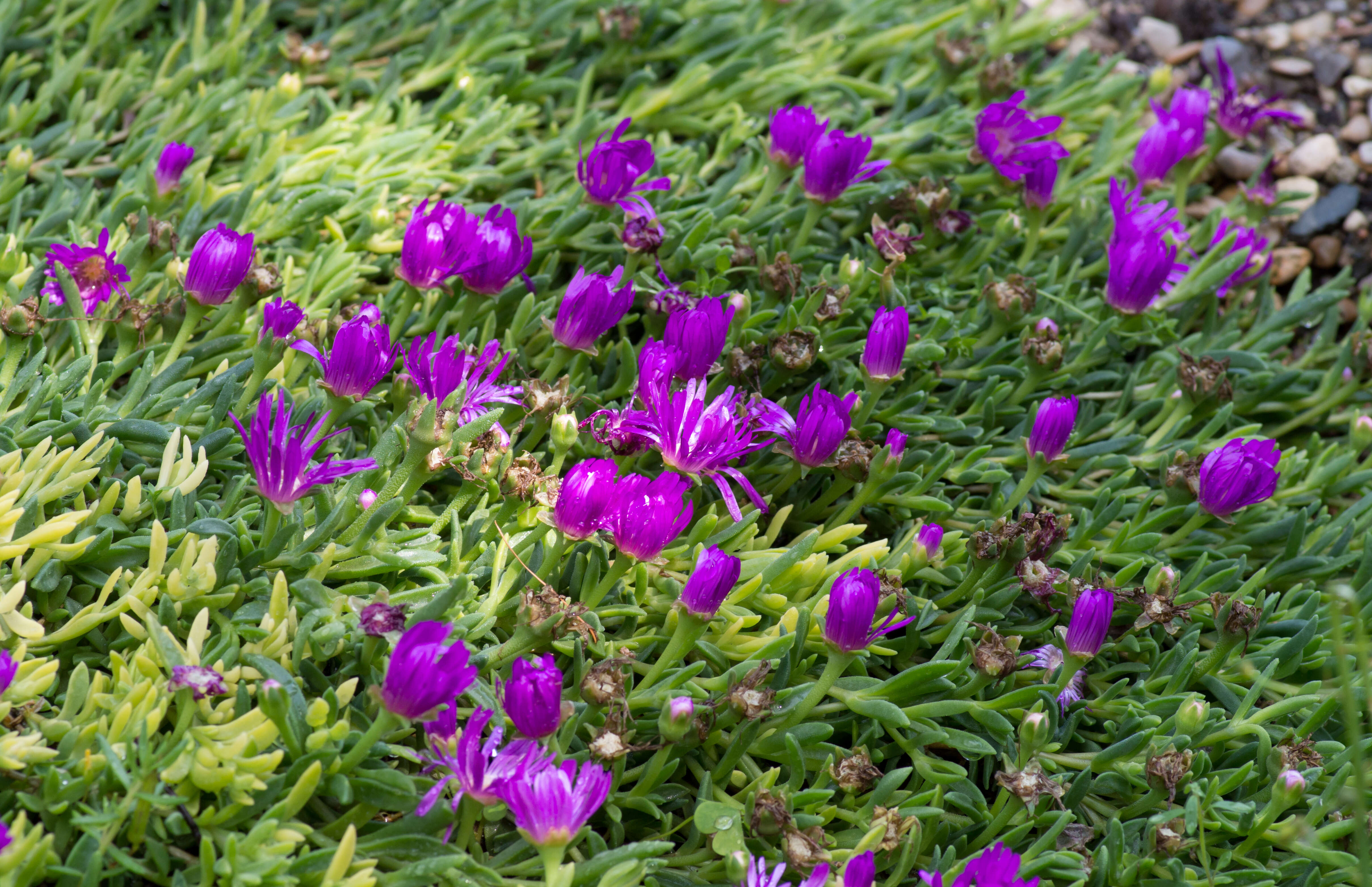 Image of Delosperma sutherlandii (Hook. fil.) N. E. Br.