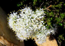 Image of Agathosma capensis (L.) Druce