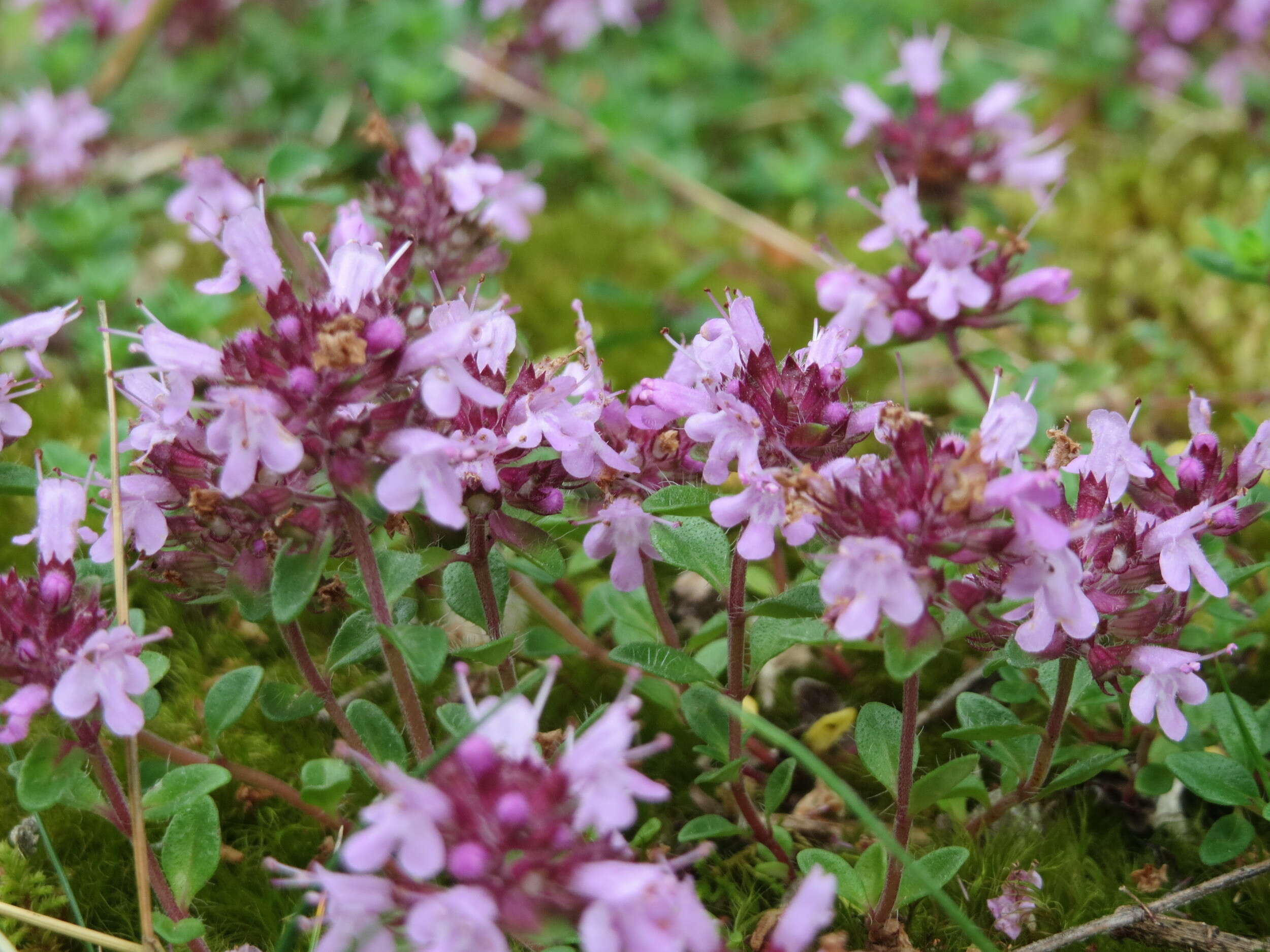 Image of breckland thyme