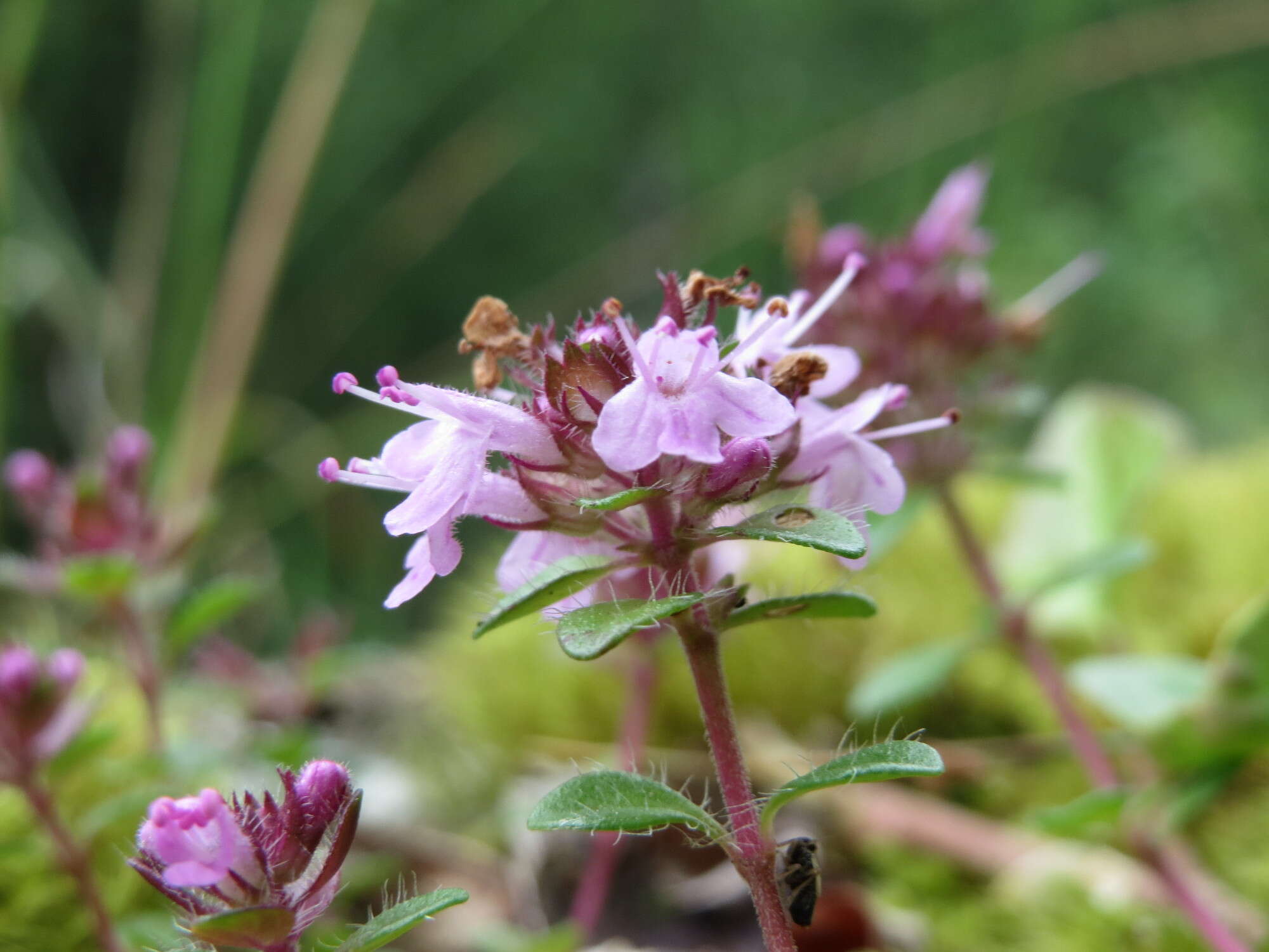 Слика од Thymus serpyllum L.