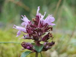 Image of breckland thyme