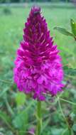 Image of Pyramidal orchid