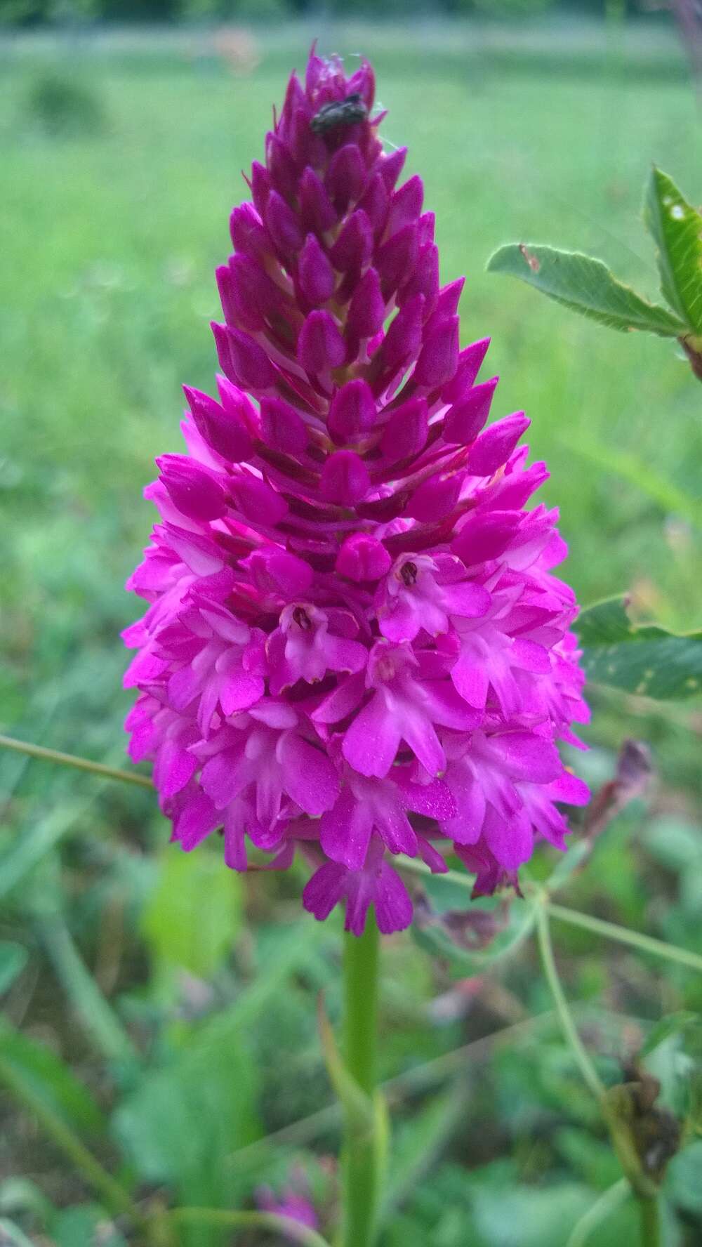 صورة Anacamptis pyramidalis (L.) Rich.