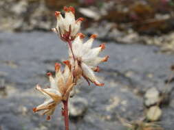 Слика од Anthyllis vulneraria L.