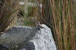 Image of Pine Siskin