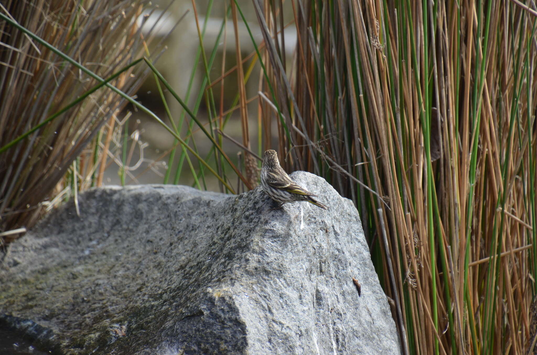 Image of Pine Siskin