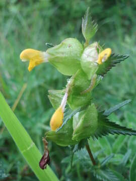 Image of Yellow rattle