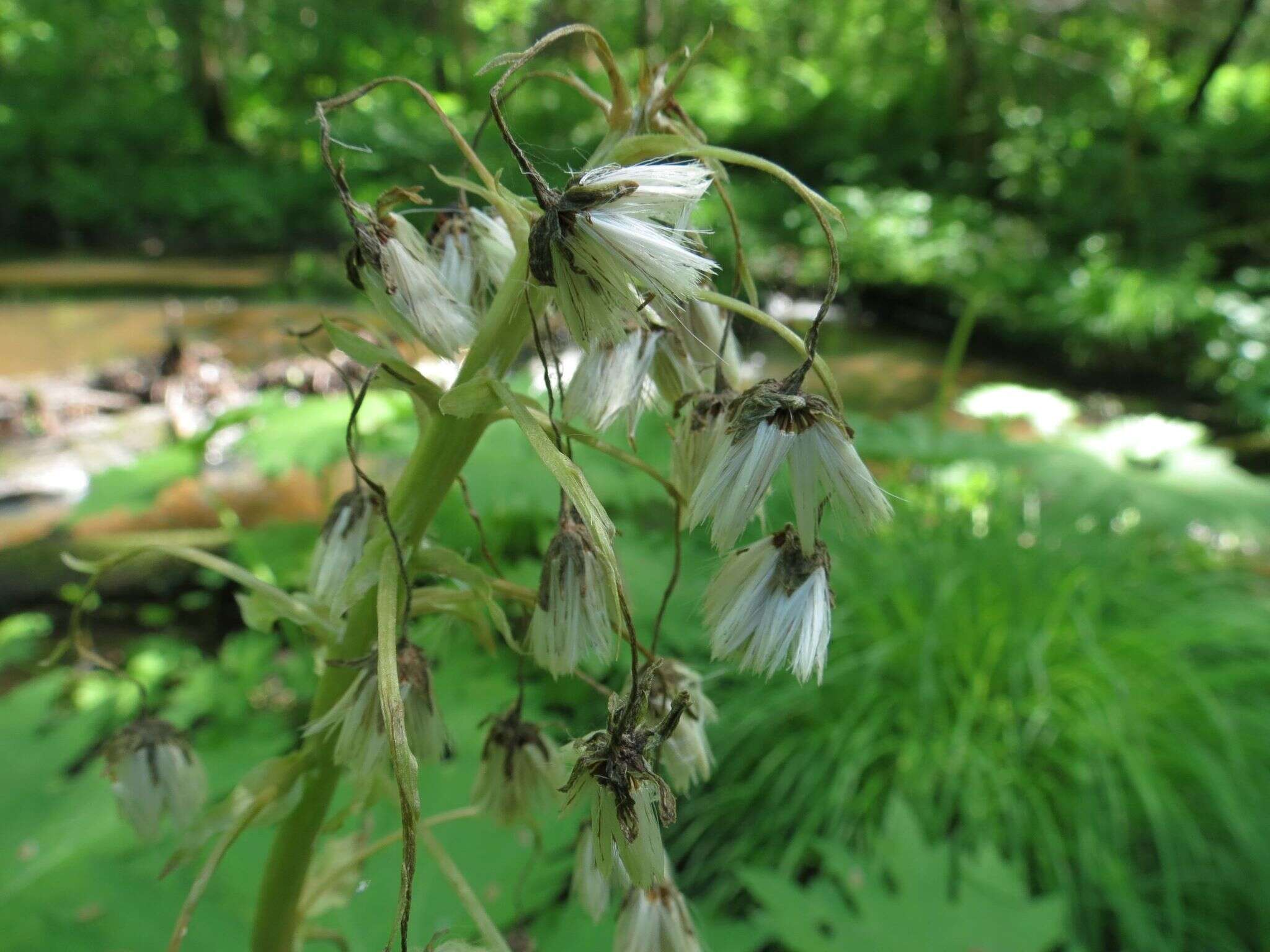 Petasites tatewakianus Kitam.的圖片