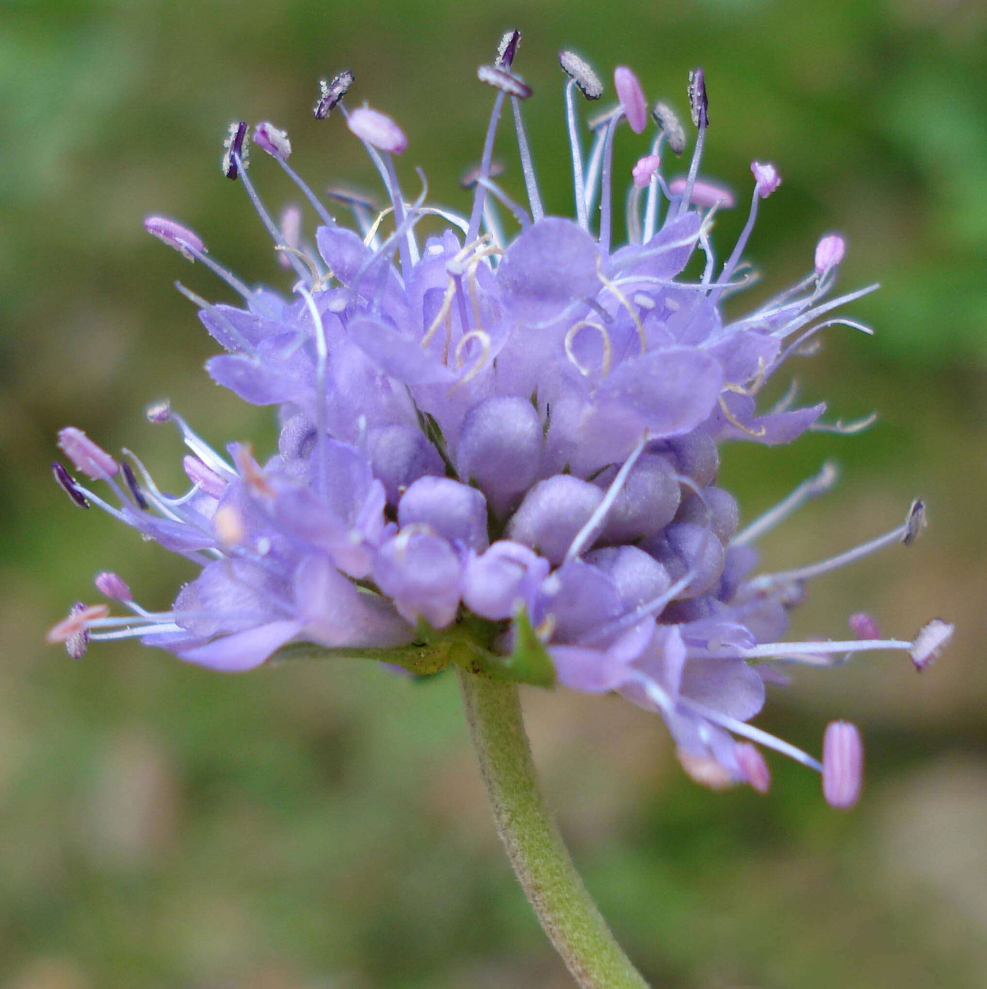 Image of Devil’s Bit Scabious