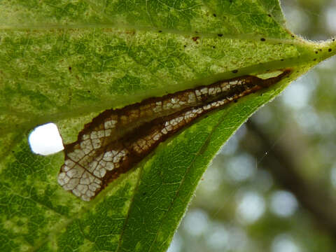 Image of Phyllonorycter celtisella (Chambers 1871)