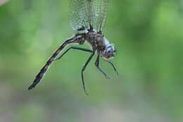 Image of Beaverpond Baskettail