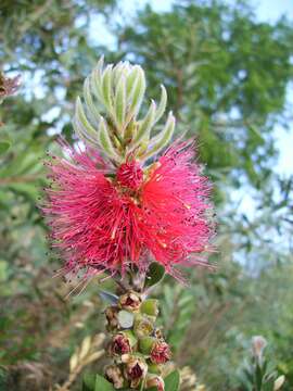 صورة Callistemon citrinus (Curtis) Skeels