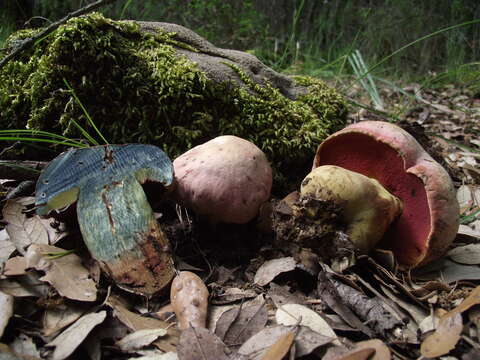 Image of wolf bolete