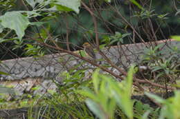 Image of Baya Weaver