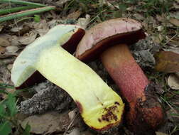 Image of ruddy bolete