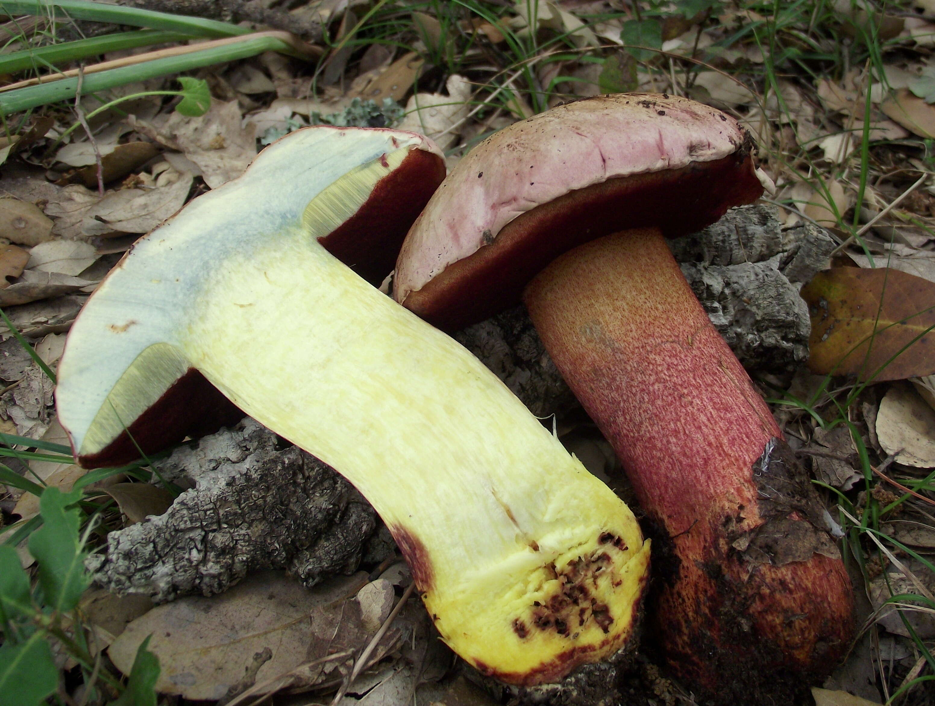 Image of ruddy bolete