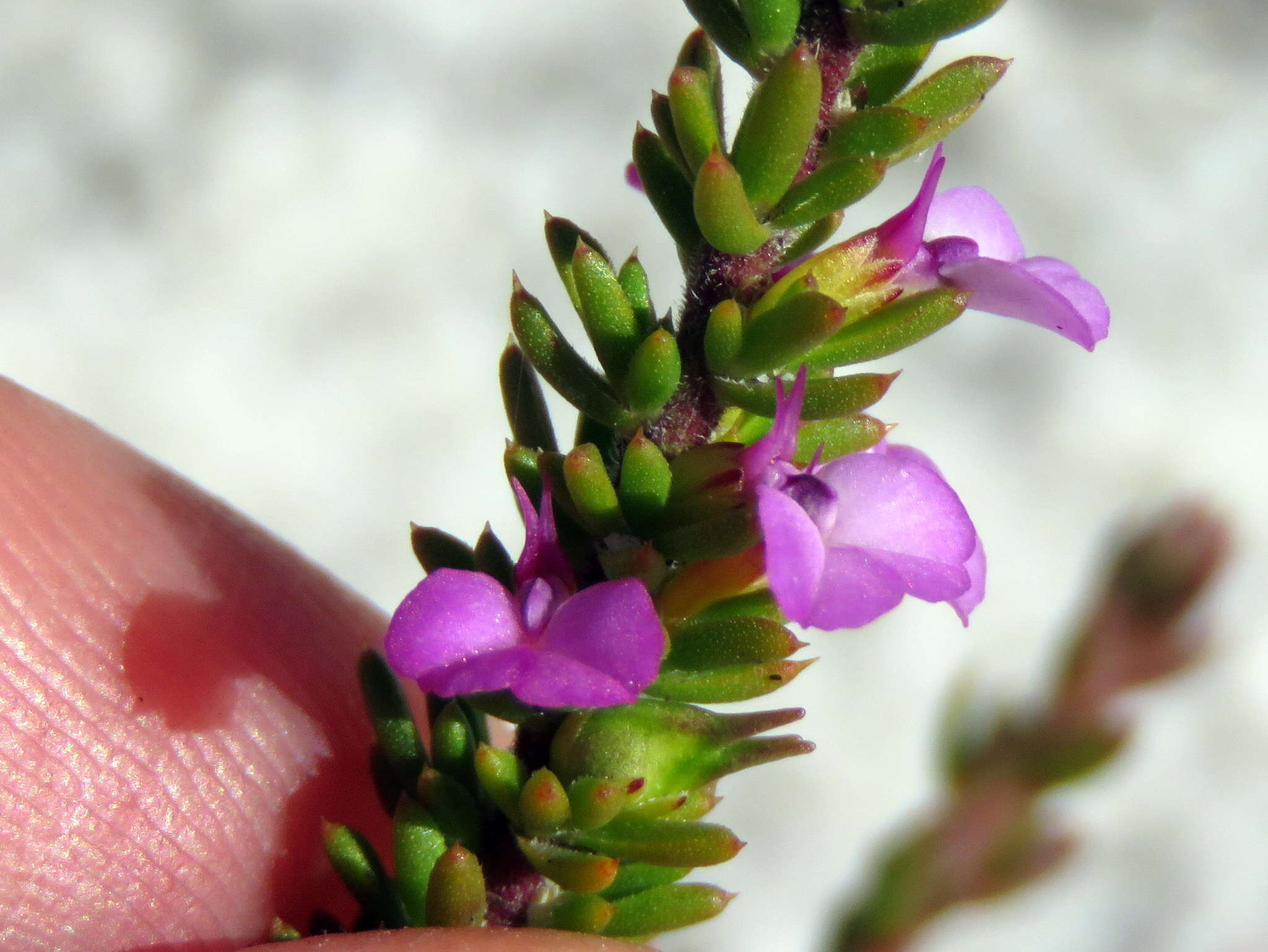 Image of Muraltia curvipetala Levyns