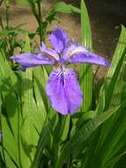 Image of wall iris