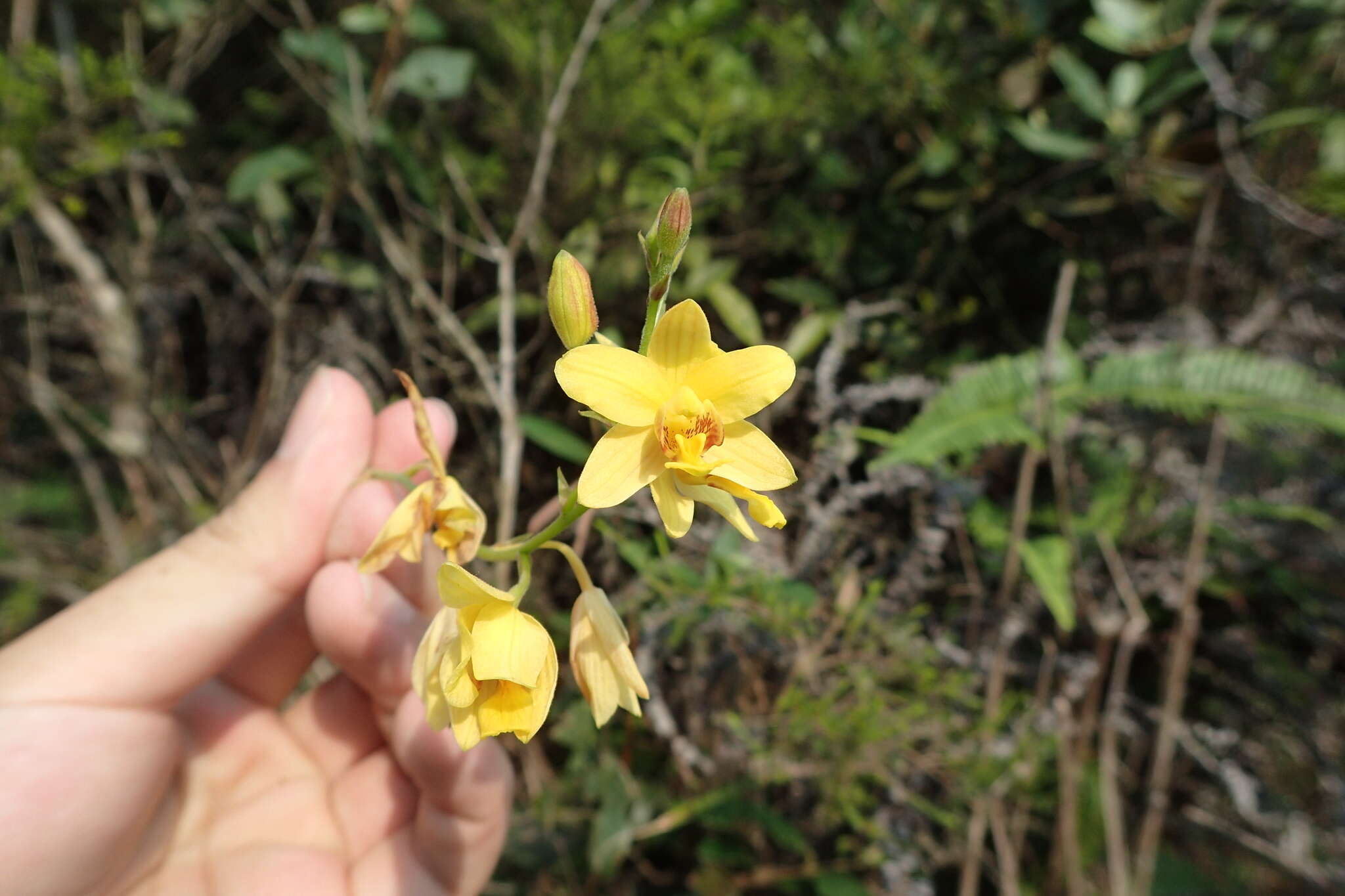 Imagem de Spathoglottis pubescens Lindl.