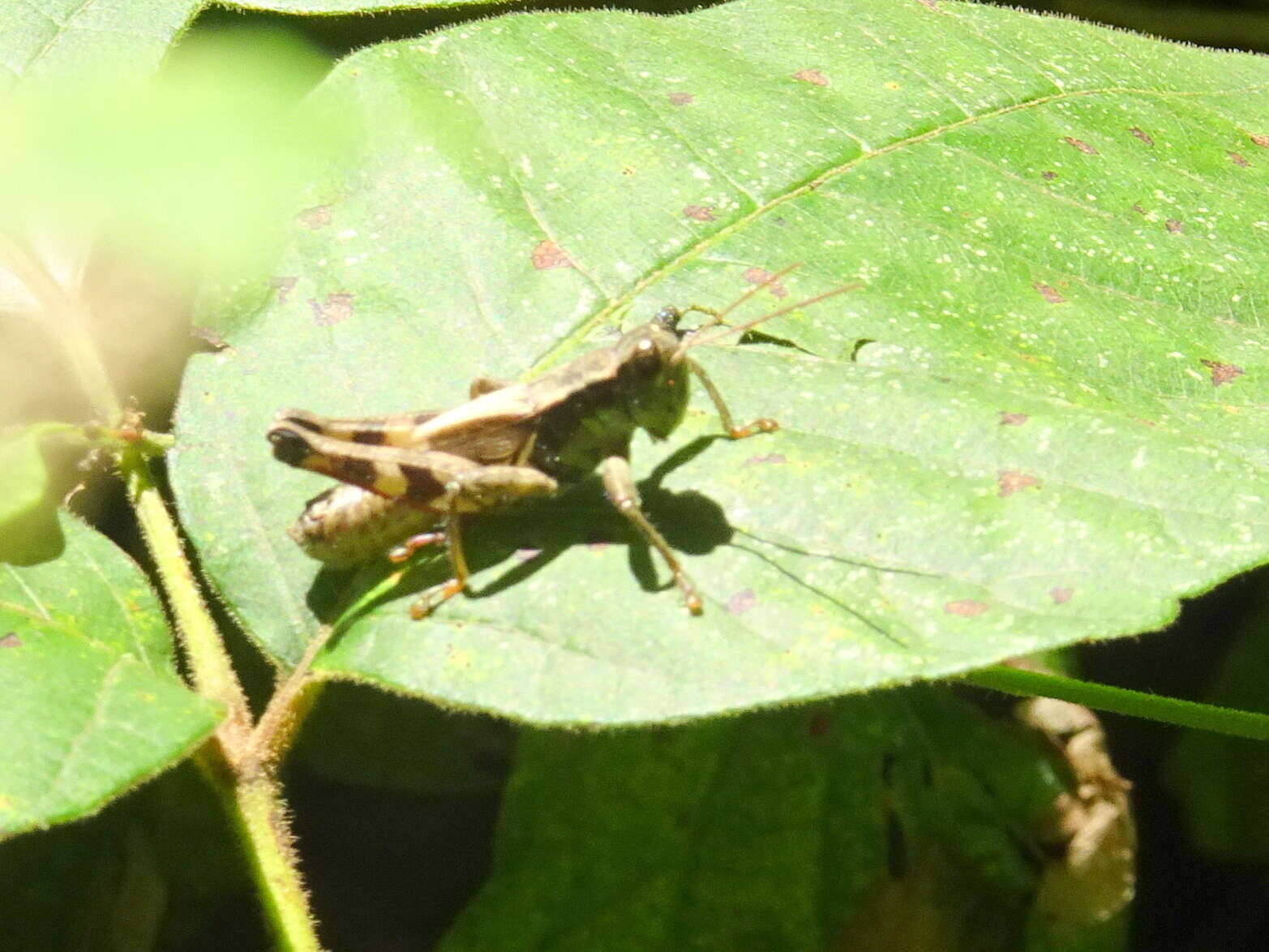 Melanoplus walshii Scudder & S. H. 1897的圖片