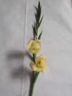 صورة Gladiolus dalenii Van Geel