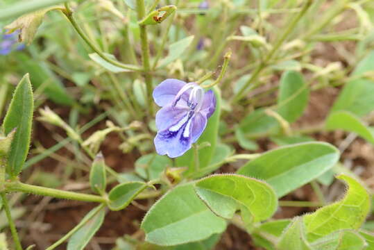 Image of Butterfly Bush