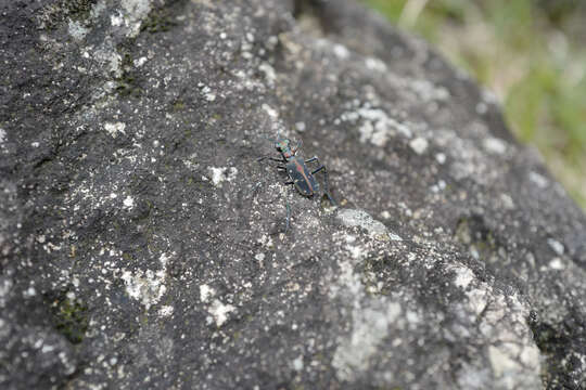 Image of Cicindela (Cosmodela) separata Fleutiaux 1894