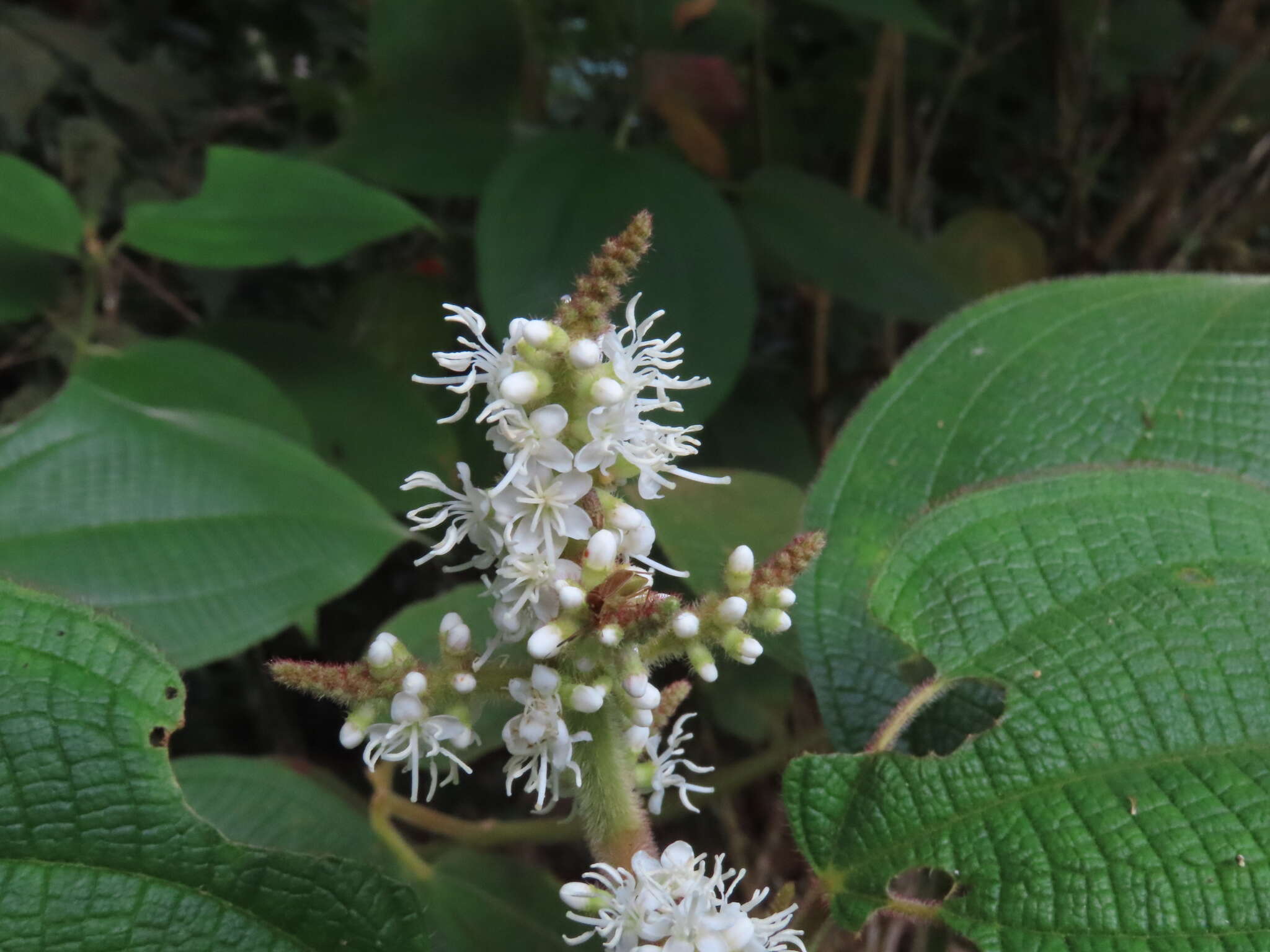 Слика од Miconia aeruginosa Naud.