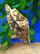 Image of Monocirrhus