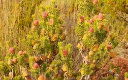 Image of Leucadendron teretifolium (Andrews) I. Williams