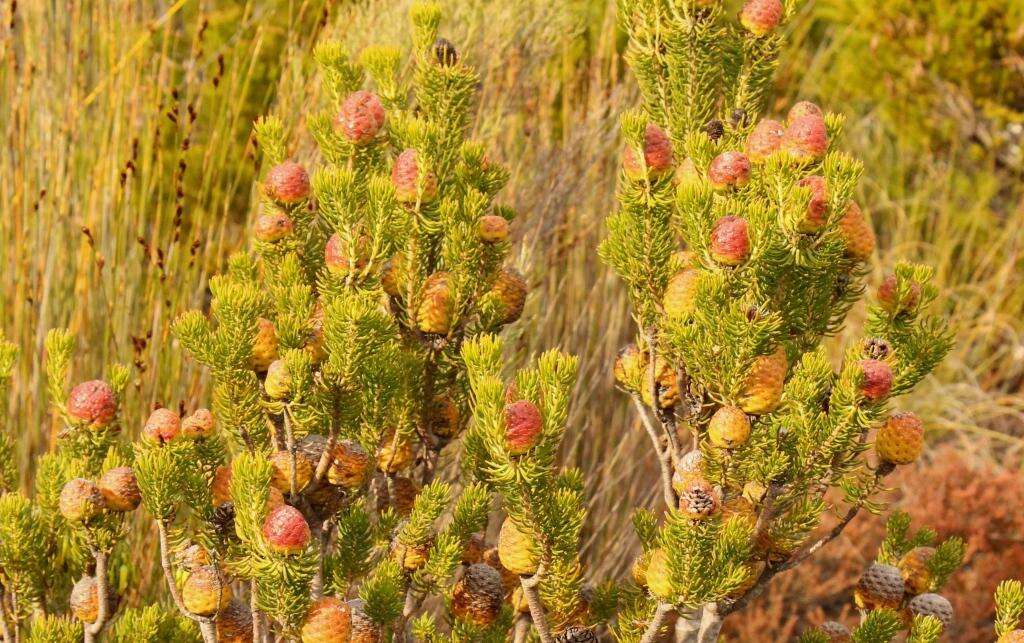 صورة Leucadendron teretifolium (Andrews) I. Williams