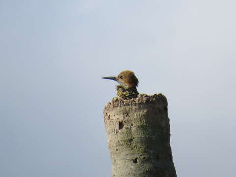 Image of Cuban Flicker