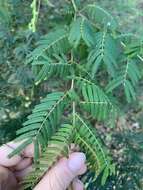 Image of Acacia oshanesii F. Muell. & Maiden