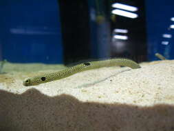 Image of Black spotted garden eel