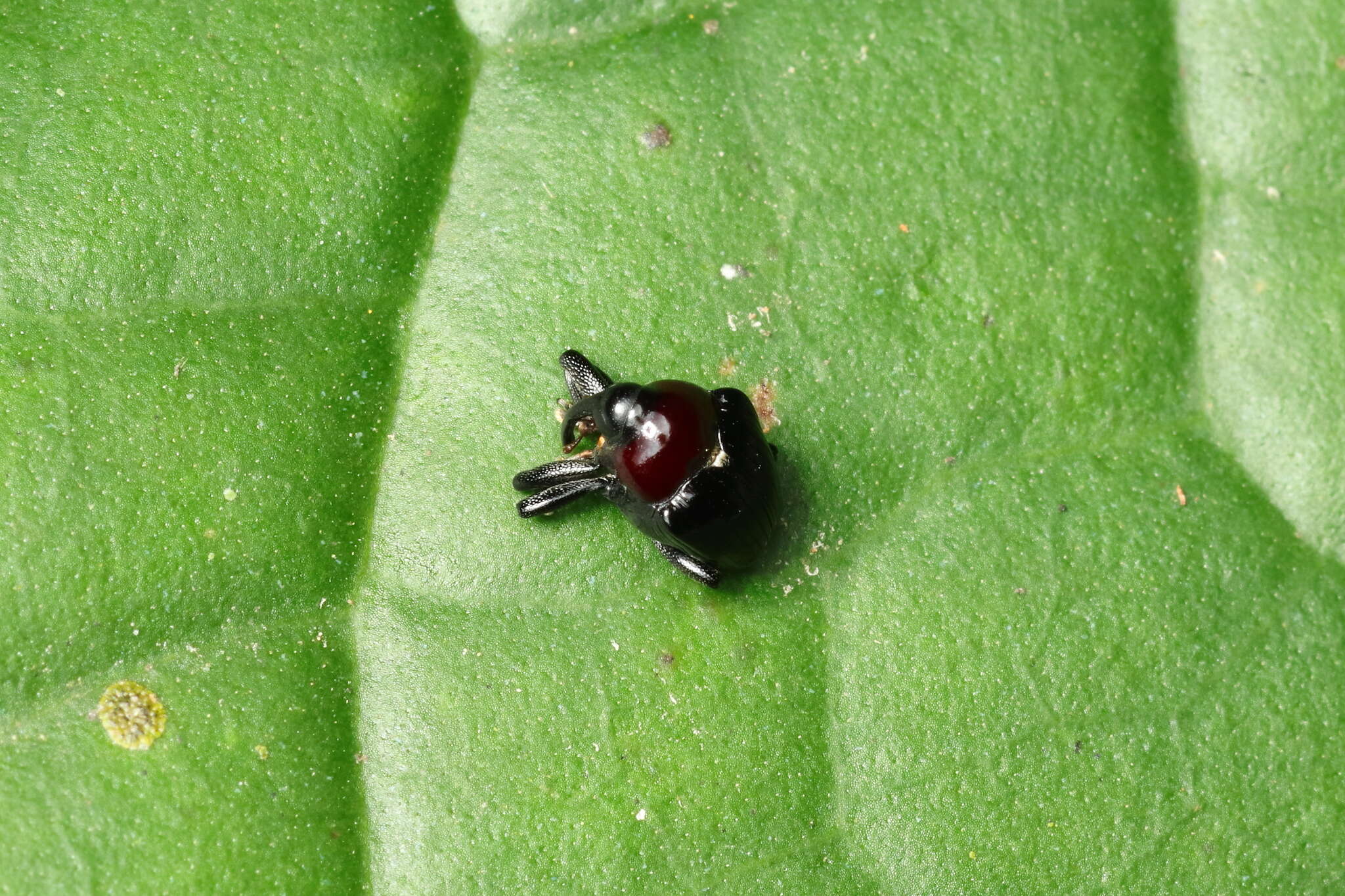 Image of Xystus sanguinicollis (Germar & E. F. 1823)