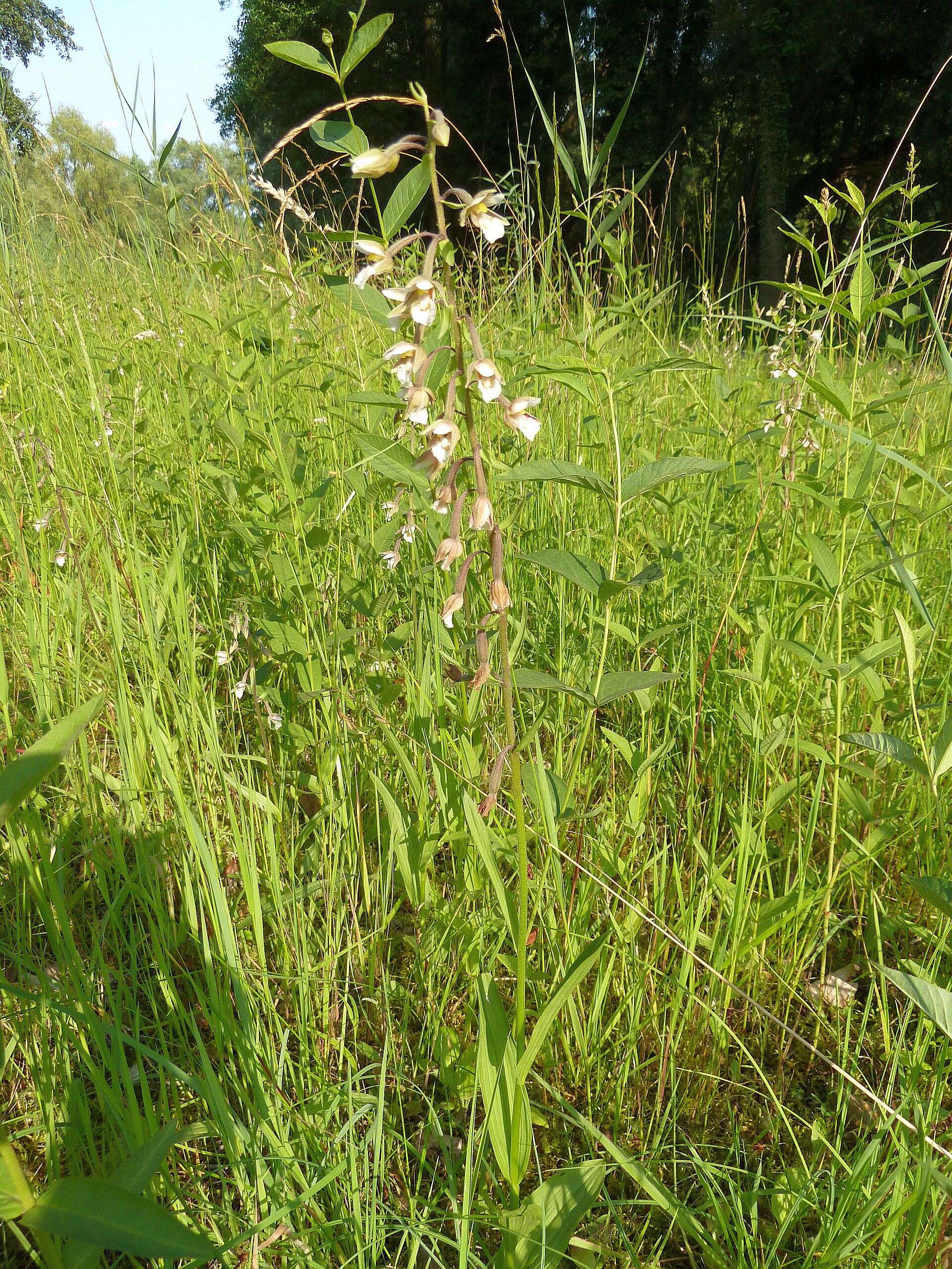 Imagem de Epipactis palustris (L.) Crantz