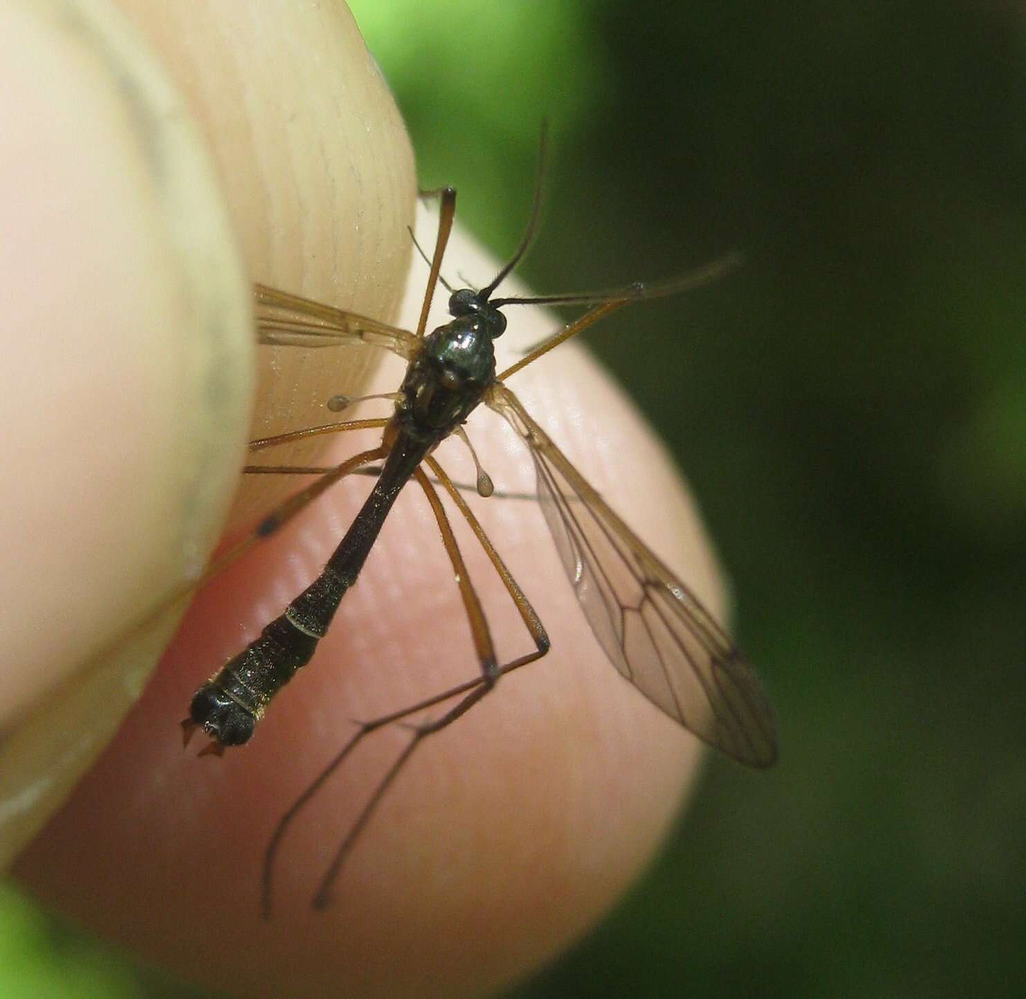 Image de Ptychoptera minuta Tonnoir 1919