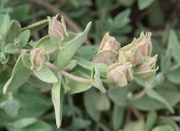 Image of Grey-leaf citrus