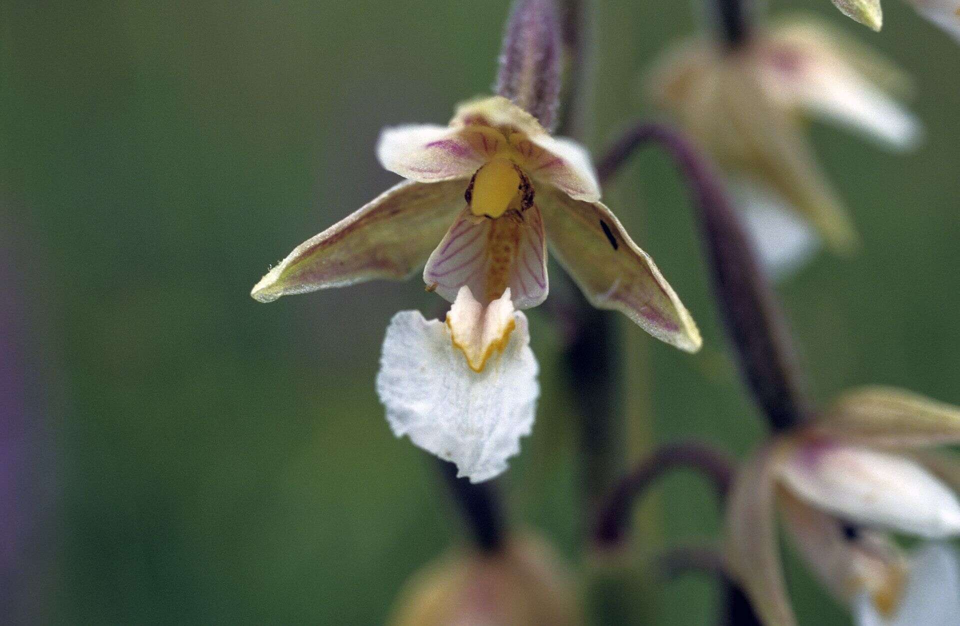 Imagem de Epipactis palustris (L.) Crantz