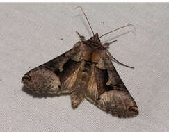 Image of Large Looper Moth, Broken-banded Y